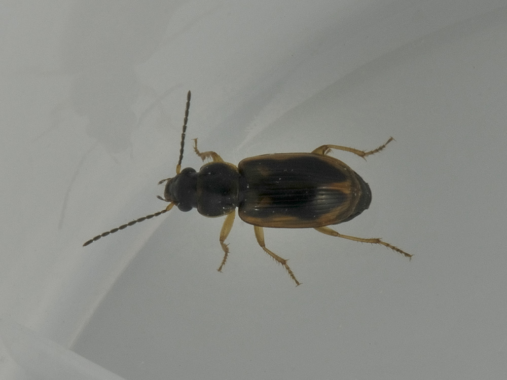 Acupalpus maculatus (cf.)